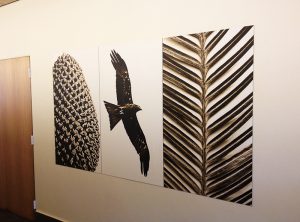display walll art-darwin